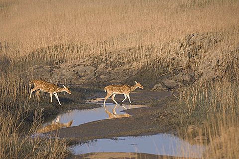 Chital deer, Spotted deer or Axis deer (Axis axis), female, Pench National Park, Madhya Pradesh, India