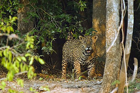 Jaguar (Panthera onca) coming out of the forest, Pantanal, Brazil