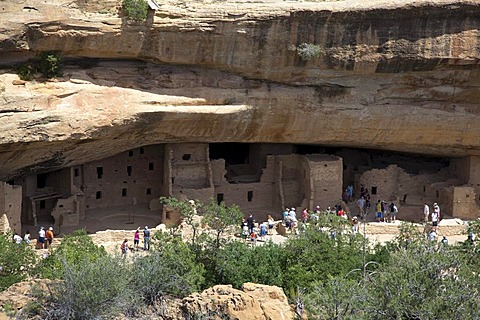 Visitors tour the Spruce Tree House cliff dwelling at Mesa Verde National Park, featuring cliff dwellings of ancestral Puebloans that are nearly a thousand years old, Cortez, Colorado, USA