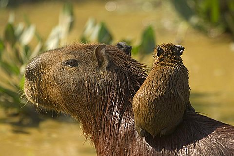 Capybara (Hydrochaeris hydrochaeris), mother and baby, Pantanal, Mato Grosso, Brazil