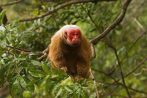 Red Uakari or Bald-headed Uakari (Cacajao calvus rubicundus), Amazon, Brazil