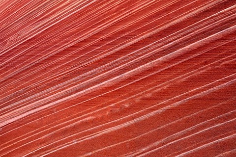 Detail of typical Liesegang Bands, Liesegangen Rings, or Liesegang Rings, The Wave, banded eroded Navajo sandstone rock, North Coyote Buttes, Paria Canyon, Vermillion Cliffs National Monument, Arizona, Utah, USA