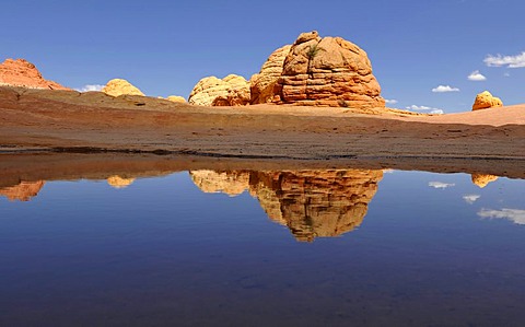 Brain Rocks reflected in pool of rain water, Top Rock, southern entrance to The Wave sandstone formation, North Coyote Buttes, Paria Canyon, Vermillion Cliffs National Monument, Arizona, Utah, USA