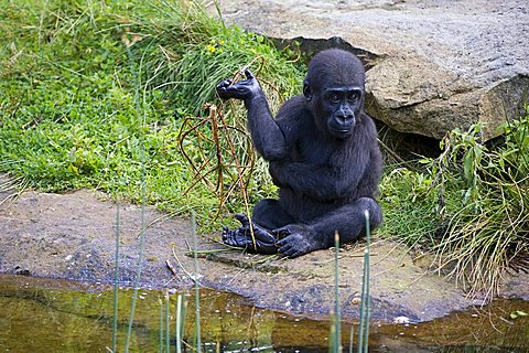 Young Western Lowland Gorilla (Gorilla gorilla gorilla), Critically endangered, IUCN 2009