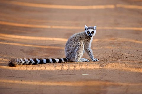 Ring-tailed Lemur (Lemur catta), Near Threatened, Berenty Nature Reserve, Madagascar, Africa