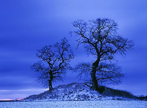 Hill with oaks