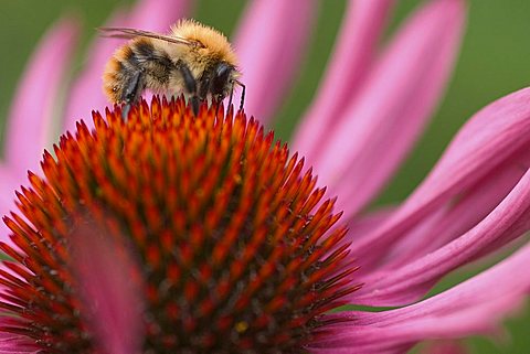 Bumble-bee on a flower - Echinacea purpurea