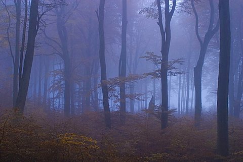 Foggy beech forest, Jasmund National Park, Ruegen, Mecklenburg-Western Pomerania, Germany, Europe