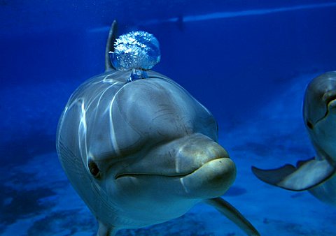 Dolphin (Delphinus delphis)