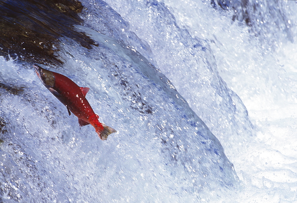 Jumping Sockeye Salmon (Oncorhynchus nerka), Brooks River Falls, Katmai, Alaska, USA