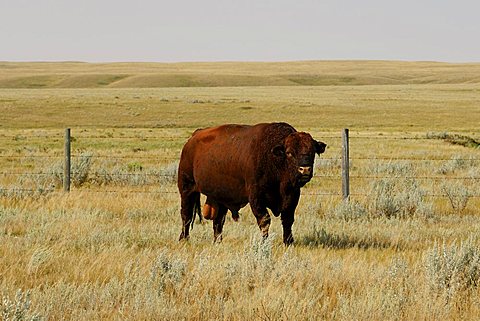 Lone bull in a fenced in enclosure on the Prairies - Southern Saskatchewan, Canada