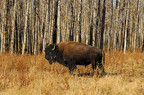 Plains Bison (Bison bison bison), Elk Island National Park, Alberta, Canada