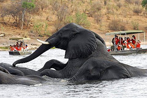 Mating African Elephants Loxodonta africana in the Chobe River, Botswana