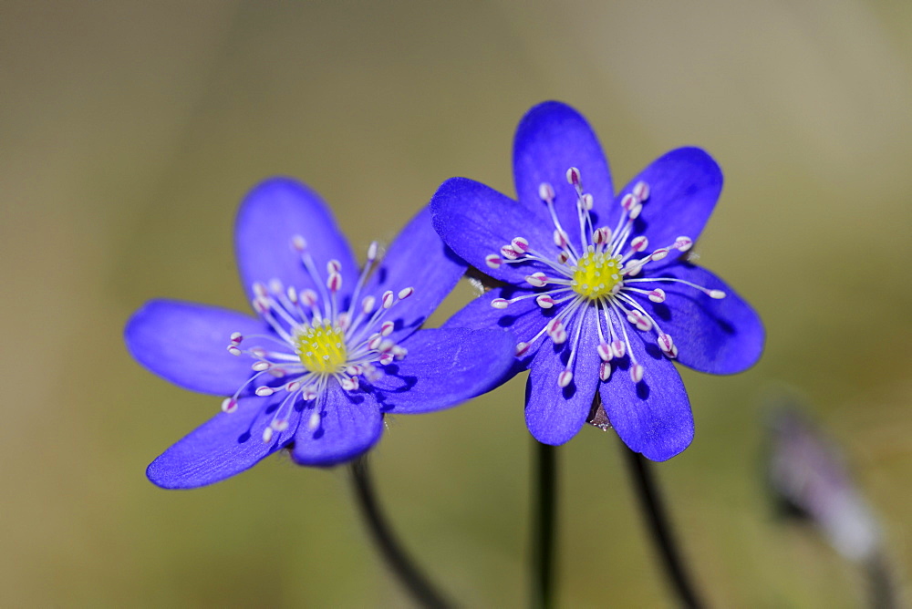 Common Hepatica or Liverwort (Anemone hepatica), Hornborgasjoen lake, Vaestergoetland, Sweden, Scandinavia, Europe