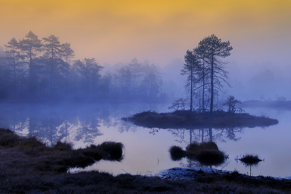 Early morning, dawn, in the swamp, Dalarna, Sweden, Scandinavia, Europe