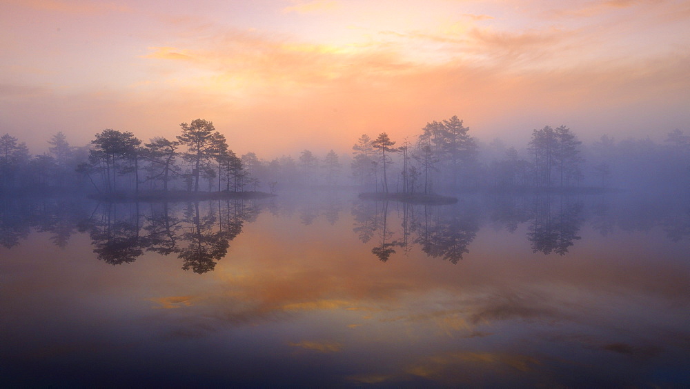 Early morning, dawn, in the swamp, Dalarna, Sweden, Scandinavia, Europe