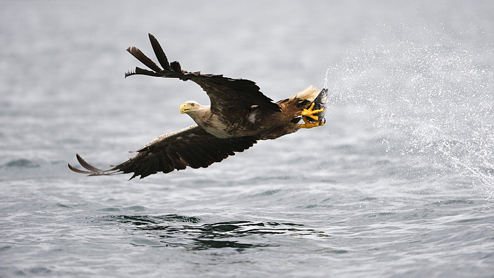 White-tailed Eagle or Sea eagle (Haliaeetus albicilla) in flight with prey, Flatanger, Nordtrondelag, Norway, Scandinavia, Europe