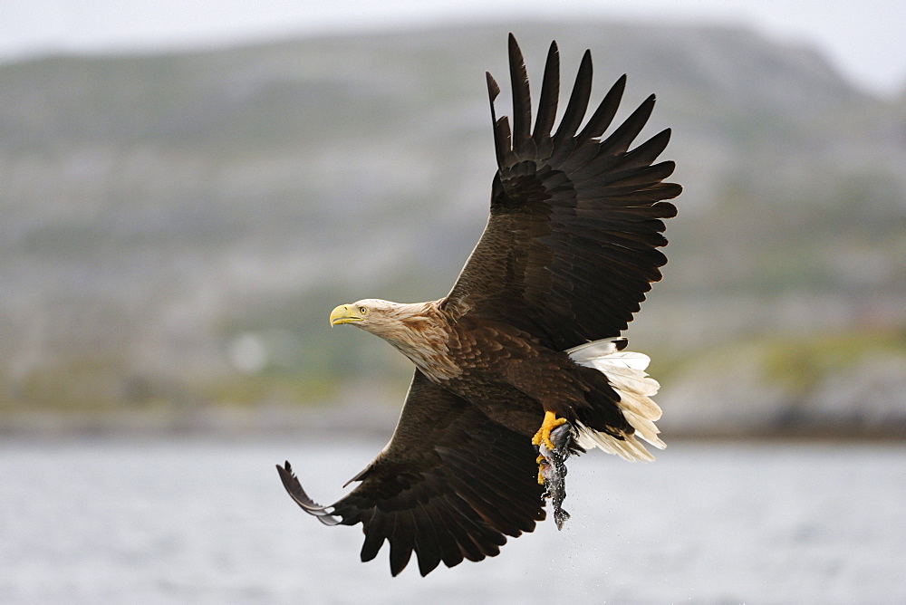 White-tailed Eagle or Sea eagle (Haliaeetus albicilla) in flight with prey, Flatanger, Nordtrondelag, Norway, Scandinavia, Europe