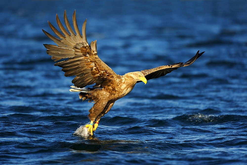 White-tailed Eagle or Sea eagle (Haliaeetus albicilla) gripping its prey in flight, Flatanger, Nordtrondelag, Norway, Scandinavia, Europe