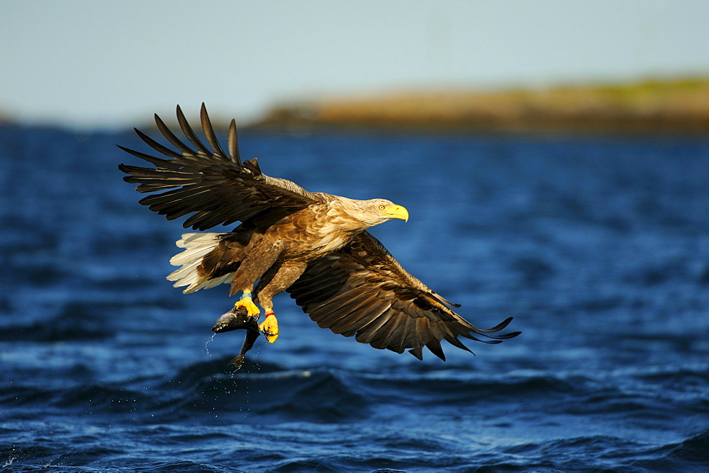 White-tailed Eagle or Sea eagle (Haliaeetus albicilla) in flight with prey, Flatanger, Nordtrondelag, Norway, Scandinavia, Europe