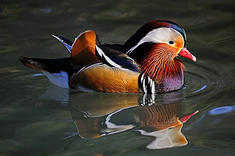 Mandarin Duck (Aix galericulata), drake