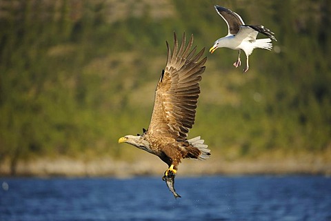 White-tailed Eagle or Sea eagle (Haliaeetus albicilla) in flight with prey, badgered by a Great Black-backed Gull (Larus marinus) behind, Flatanger, Nordtrondelag, Norway, Scandinavia, Europe