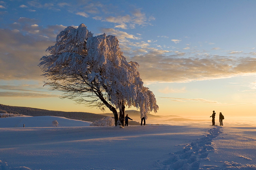 Snowy beeches Mt. Schauinsland near Freiburg im Breisgau, Baden-Wuerttemberg, Germany, Europe