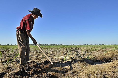 Old man cultivating sugar cane for the production of bio diesel, Montero, Santa Cruz, Bolivia, South America