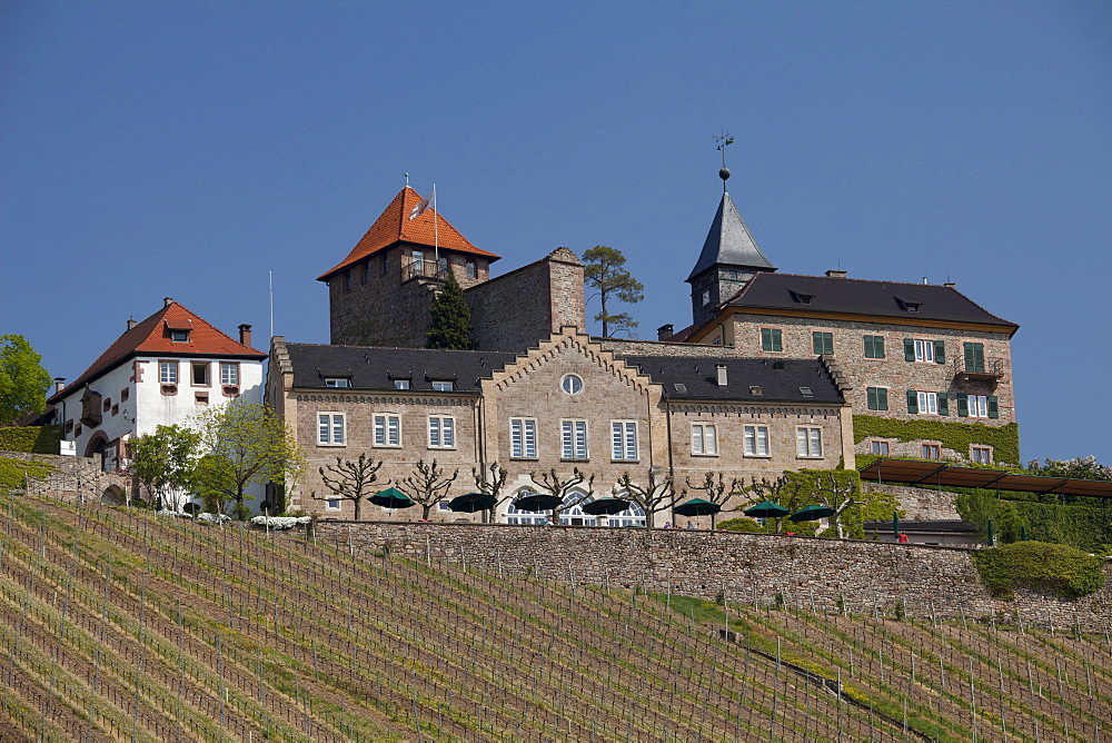 Vineyard of Eberstein Castle, Gernsbach climatic spa, Murgtal valley, Black Forest mountain range, Baden-Wuerttemberg, Germany, Europe