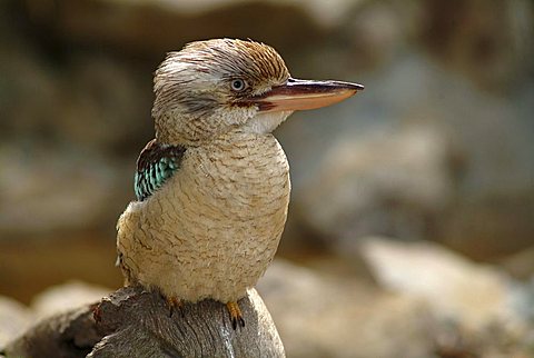 Kookaburra (Dacelo leachii), Australia