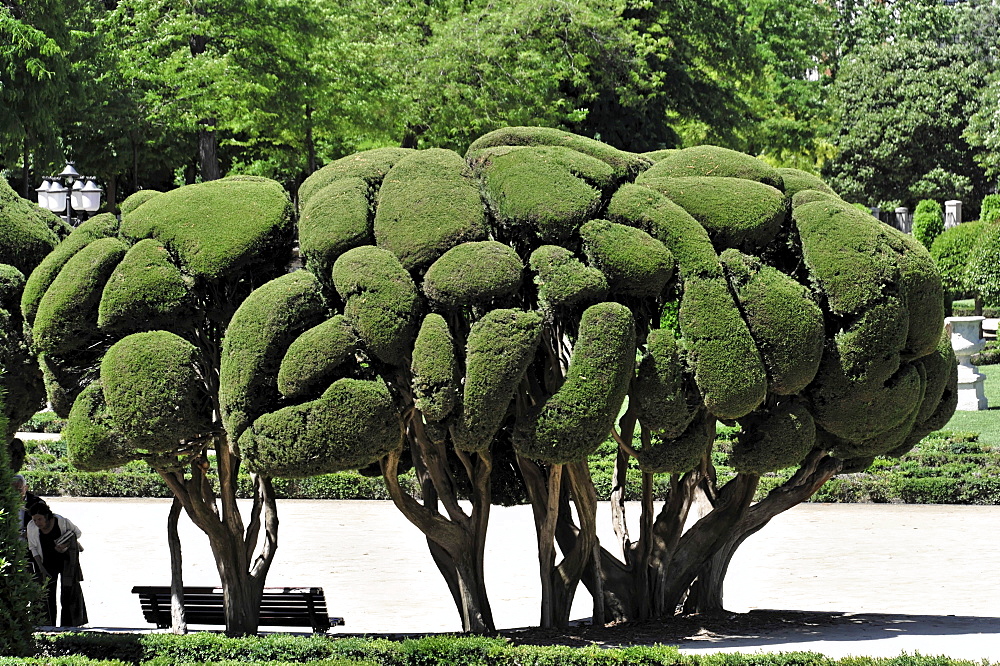 Mediterranean Cypress (Cupressus sempervirens), Parque del Retiro park, Madrid, Spain, Europe