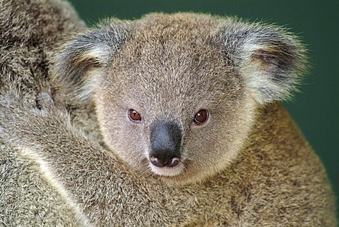 Koala pup (Phascolarctos cinereus), Australia