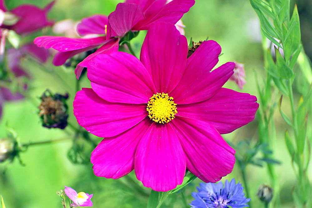 Garden Cosmos or Mexican Aster (Cosmea bipinnata), Schwaebisch Gmuend, Baden-Wuerttemberg, Germany, Europe