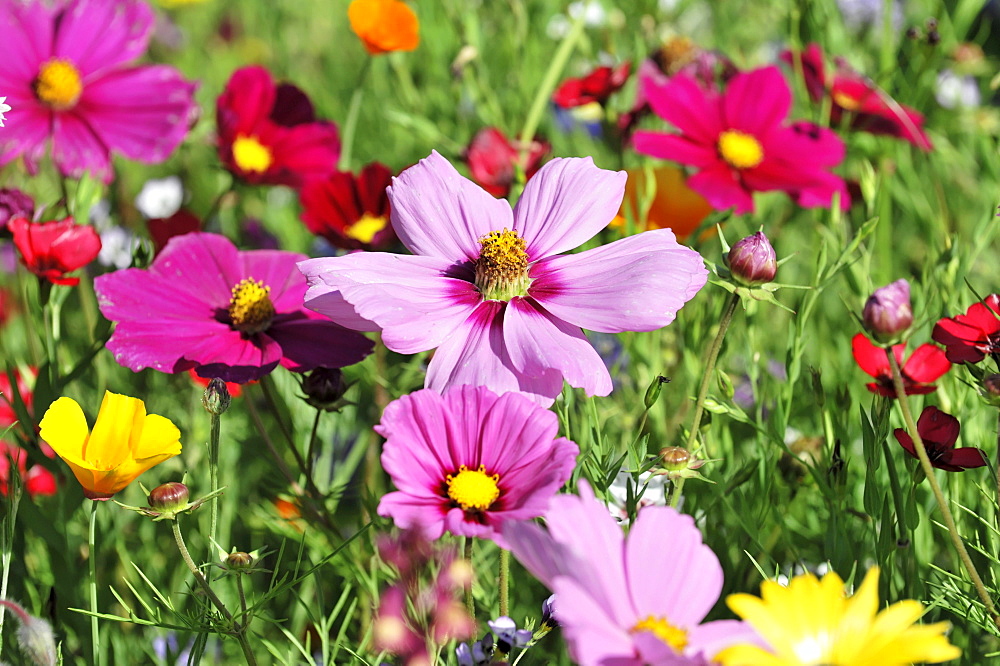 Flower meadow with Garden Cosmos or Mexican Asters (Cosmea bipinnata), Schwaebisch Gmuend, Baden-Wuerttemberg, Germany, Europe