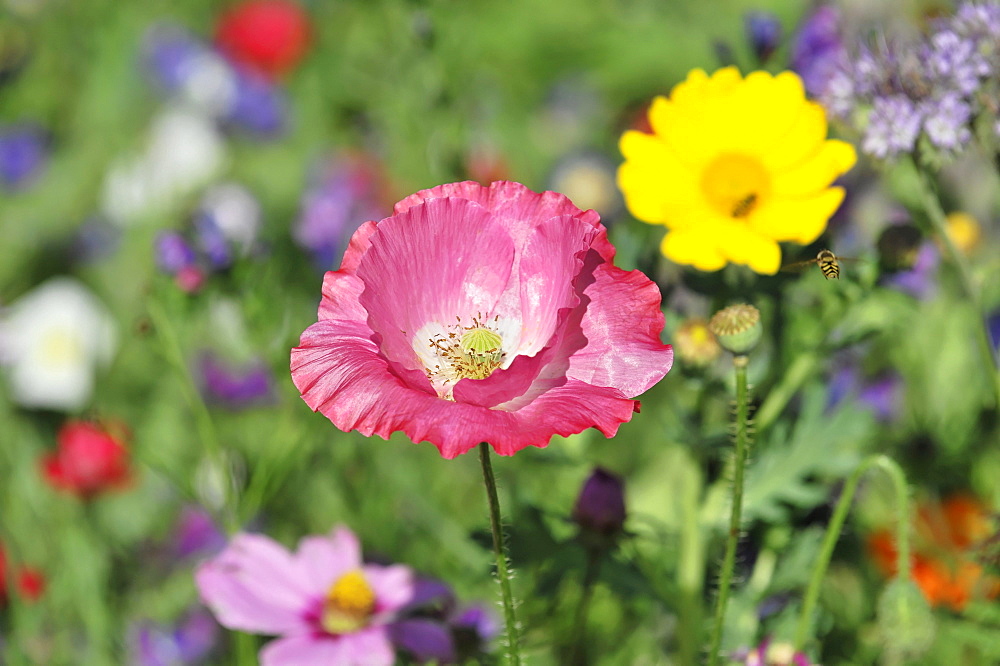 Pink or salmon-coloured flower of a Corn Poppy Hybrid (Papaver rhoeas L. hybrids), Schwaebisch Gmuend, Baden-Wuerttemberg, Germany, Europe