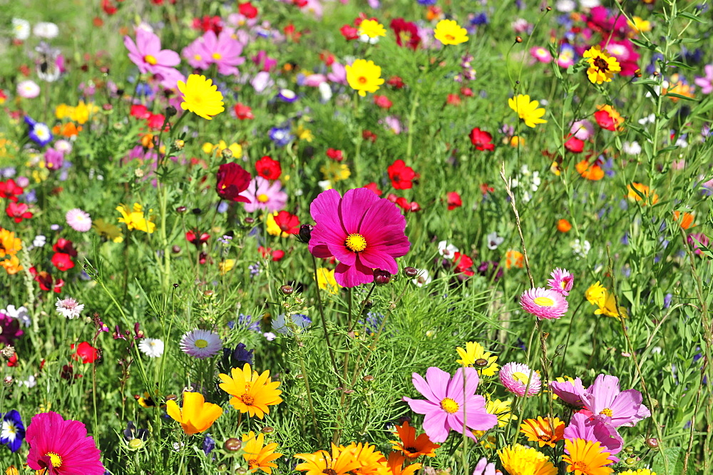 Flower meadow with Garden Cosmos or Mexican Asters (Cosmea bipinnata), Schwaebisch Gmuend, Baden-Wuerttemberg, Germany, Europe