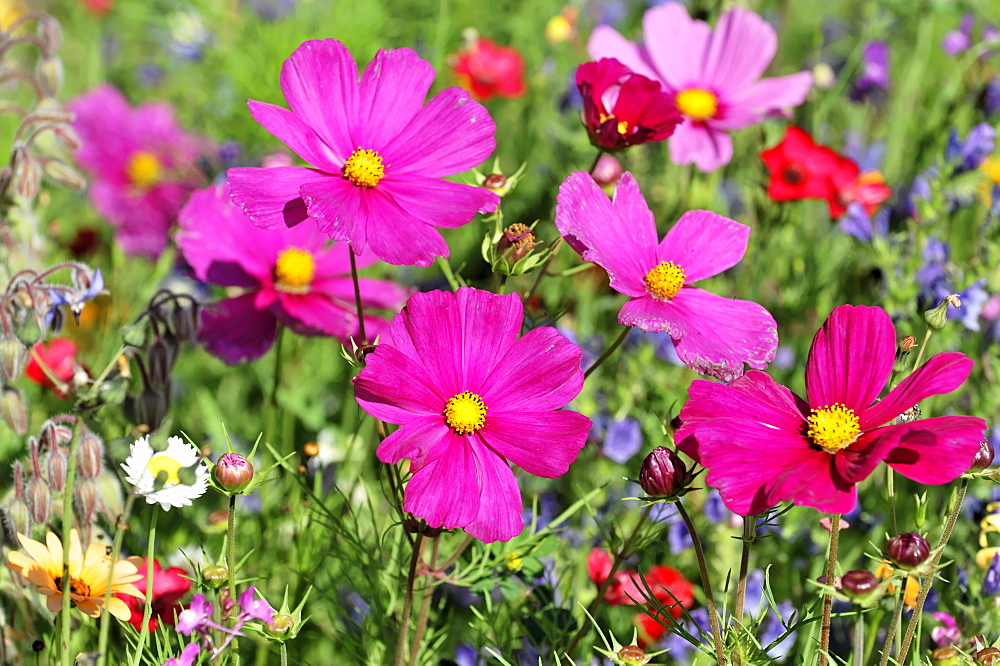 Flower meadow with Garden Cosmos or Mexican Asters (Cosmea bipinnata), Schwaebisch Gmuend, Baden-Wuerttemberg, Germany, Europe