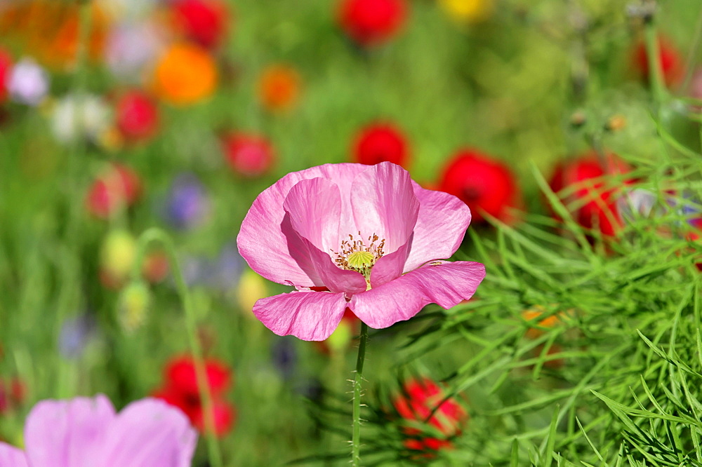 Pink or salmon-coloured flower of a Corn Poppy Hybrid (Papaver rhoeas L. hybrids), Schwaebisch Gmuend, Baden-Wuerttemberg, Germany, Europe