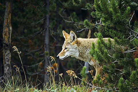 Coyote, Yellowstone National Park, Wyoming, United States of America