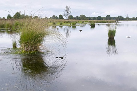 Reconstructed marsh, Bargerveen, Holland, Netherlands, Europe