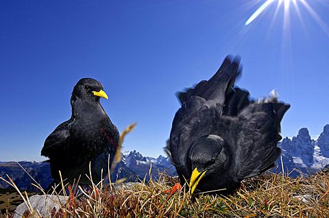 Two alpine choughs (Pyrrhocorax graculus)