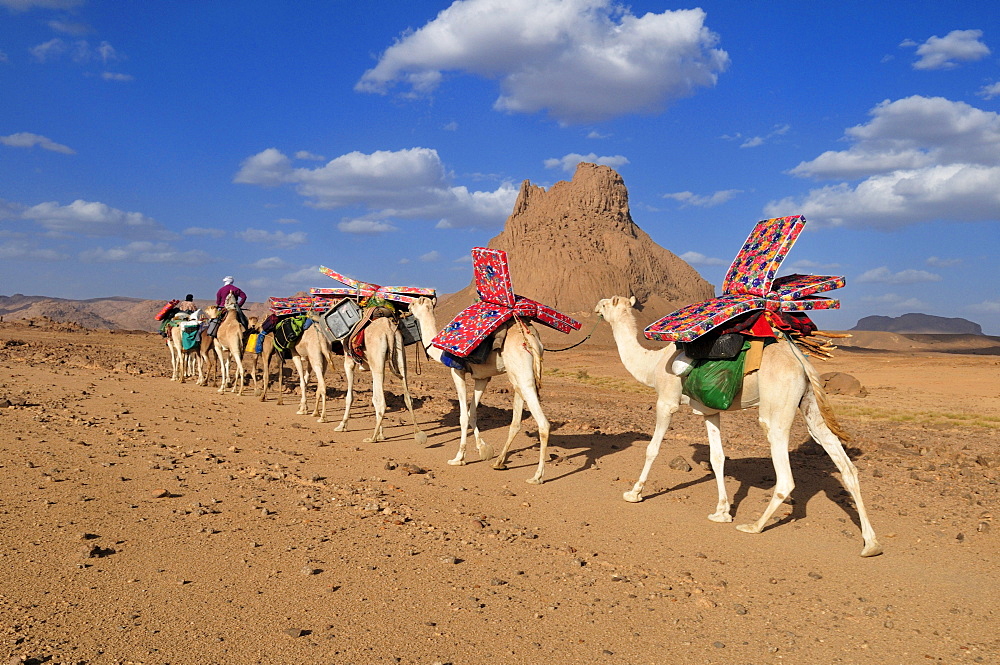 Group of camels, caravan in the volcanic landscape of Hoggar, Ahaggar Mountains, Wilaya Tamanrasset, Algeria, Sahara, North Africa