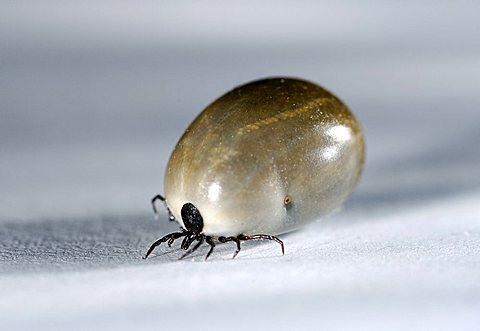 Sheep - or Castor Bean Tick (Ixodes ricinus), engorged, close-up