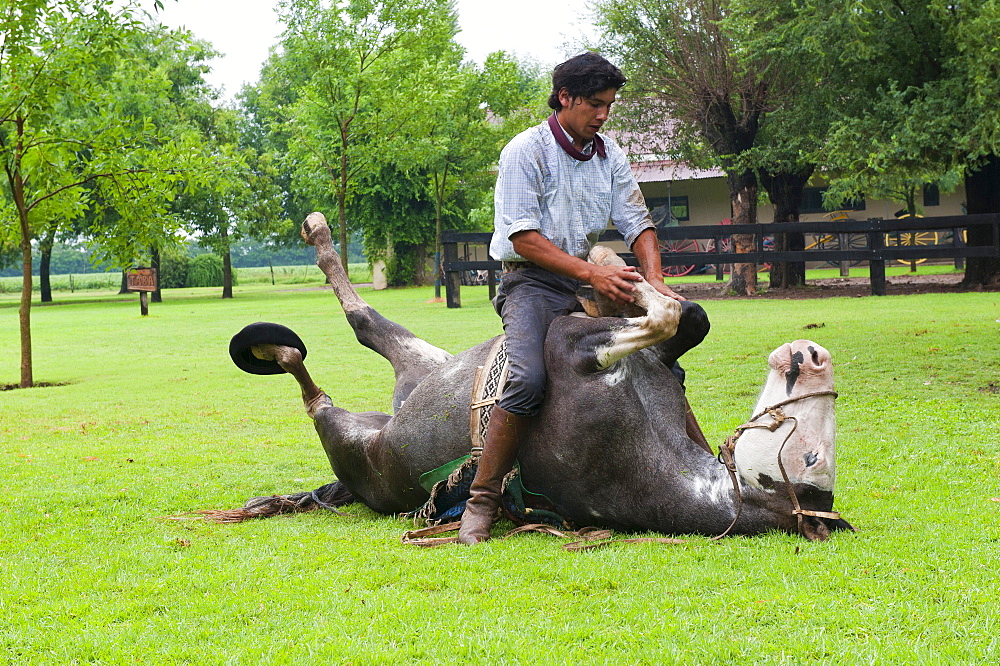 Gaucho demonstrating his skills with his horse, San Antonio de Areco, Buenos Aires Province, Argentina, South America