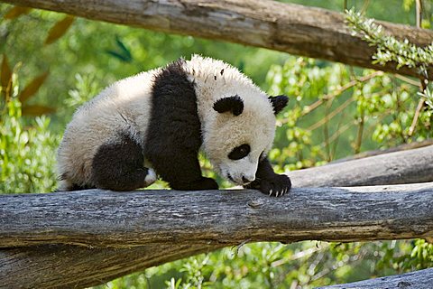 Giant Panda (Ailuropoda melanoleuca), Fu Long, Zoo Schoenbrunn, Vienna, Austria, Europe