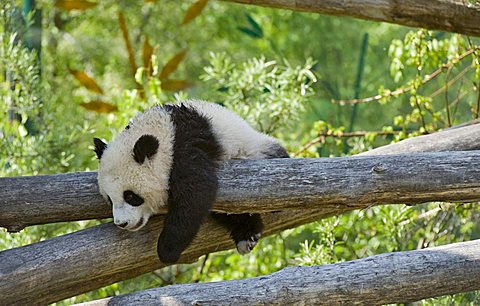 Giant Panda (Ailuropoda melanoleuca), Fu Long, Zoo Schoenbrunn, Vienna, Austria, Europe