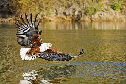 African Osprey (Pandion haliaetus) in flight over the Okawango River, Botswana, Africa