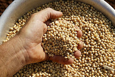 Soy beans of genetically modified seeds, Paraguay, South America