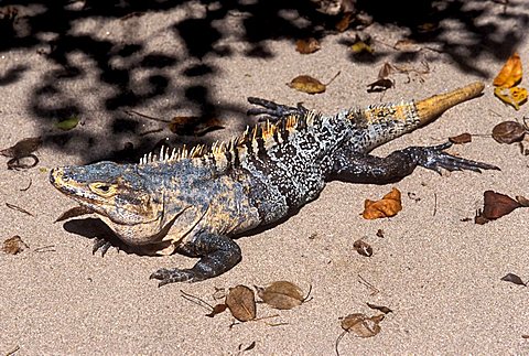 Black Spiny-tailed Iguana or Black Iguana (Ctenosaura similis), male, Parque National Manuel Antonio, Costa Rica, Central America