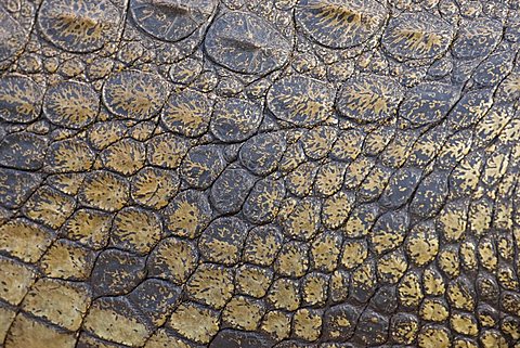 Close-up of a Nile Crocodile (Crocodylus niloticus), Chobe National Park, Botswana, Africa